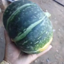 陕西板栗南瓜