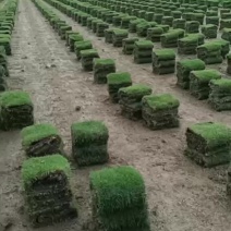 马尼拉草卷