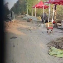 绿化苗木