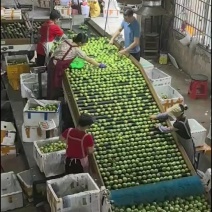 精品果，电商果全规格