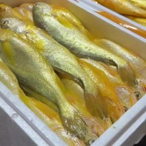 精品深海大黄鱼（含冰）急冻，顺丰包邮