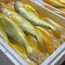 深海精品大黄鱼，十斤起售