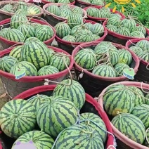 美都美都，头茬，头茬糖12+以上