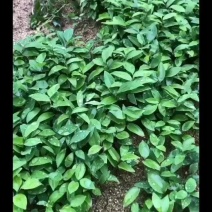 优质多花倒苗姜型苗，一年苗，两年苗，三年苗，块茎，