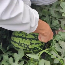 陕西甘美4K