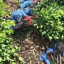 大叶黄杨