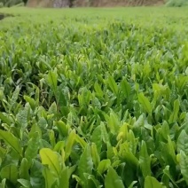 绿茶/毛茶