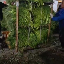 河北大名零农残蒜苔，健康美味，基地直供，全国发货全年供应