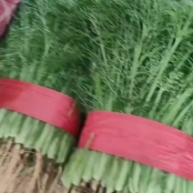 茴香量大地很，来你了吧