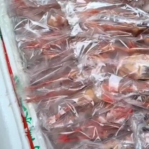 一级鸽子二级鸽子都有货