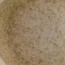 白鲢水花苗，白鲢夏花，小乌子，公分苗，量大从优！