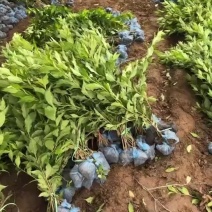红王子锦带河北红王子锦带价格四季锦带红王子锦带基地