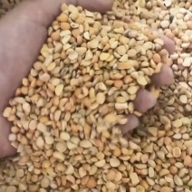 精品碎大豆上地养殖量大从优