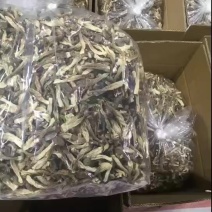 瓶栽鹿茸菇