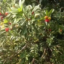 贵州六盘水发耳老品种荸荠杨梅小果现摘地头直供