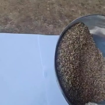 印度产地新加坡99%孜然籽