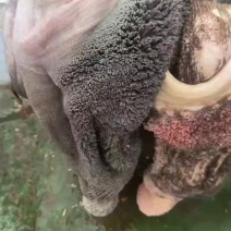 昆明新鲜生牛肚厂家直销，全程冷链运输保证品质