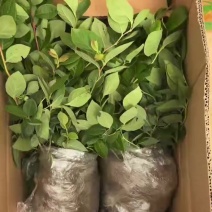L11蓝莓苗花香25蓝莓苗F6德雷柏蓝莓苗