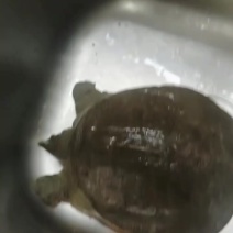 甲鱼
