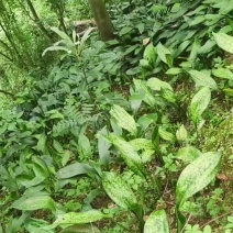 粽叶