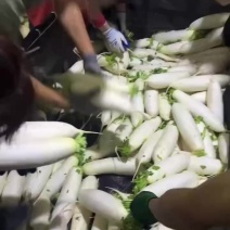 精品水洗白萝卜一级货