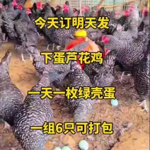 散养纯种芦花鸡青年鸡下蛋母鸡肉质紧实