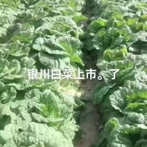 黄心白菜