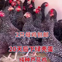 生态散养芦花鸡活体成鸡防疫到位，品质优良，量大价优