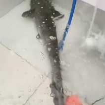 大口鲶