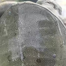 生态甲鱼
