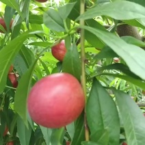 零号枣油桃果肉黄色脆甜多汁果面干净