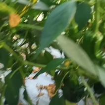 皱皮辣椒线椒大量上市中