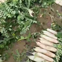 高原蔬菜