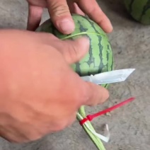 山东小糖丸西瓜，有籽，无籽大量有货