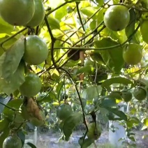 亲密9号百香果。