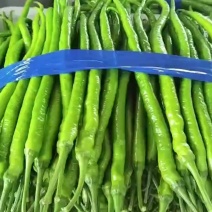 优质线椒