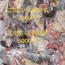 二级6-7两鸽子5000只