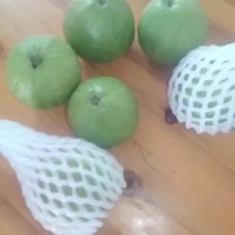 红心芭乐