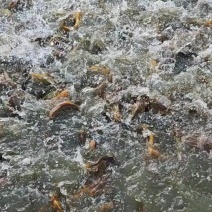 福建省。建欧市。吉阳镇。水产黄骨鱼。