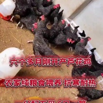 常年供应成年芦花鸡活体健康品相好批量订购价格实惠