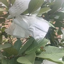 芭乐，番石榴