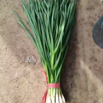 一点红蒜苗