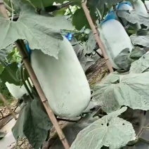 白皮吊冬瓜