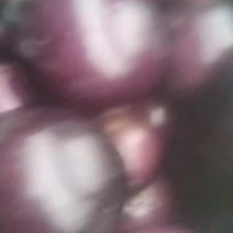 紫光园茄大量上市中