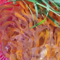 黄金草鱼苗+金丝鲩鱼苗+俄罗斯金草鱼+高品质