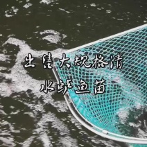 大规格加州鲈鱼苗出售