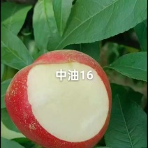 中油16成熟了，个头大，口感好，果面干净