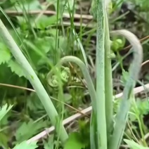 新货干蕨菜干货货足农家自晒无沙脆嫩蕨菜