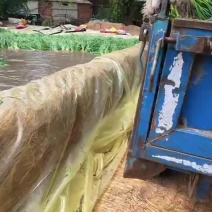 东北一点红蒜苗大量上市了，欢迎全国各地的新老客户前来洽谈