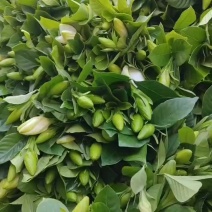 鲜切水培栀子花